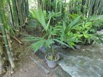 Sabal mauritiiformis��