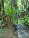 Licuala paludosa 
