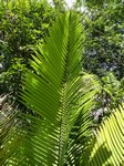 Dypsis robusta�
