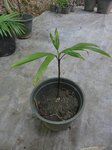 Dypsis minuta�