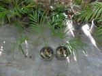 Gaussia attenuata