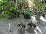 Gaussia attenuata