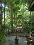 Dypsis plumosa