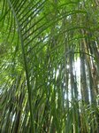 Dypsis plumosa