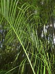 Dypsis plumosa
