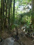 Dypsis leptocheilos 