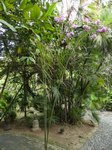 Dypsis plumosa
