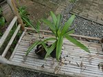 Cyrtostachys renda rouge variegata