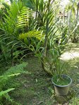 Dypsis malcomberi 