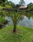 Elaeis guineensis var. idolatrica