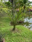 Elaeis guineensis var. idolatrica