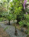 Dypsis sp. Avisonii ?
