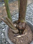 Dypsis sp. Avisonii ?