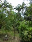 Syagrus romanzoffiana � palmes larges