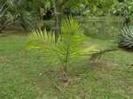 Syagrus amara 