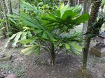 Licuala sp. New Britain