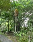 Ptychosperma sp. hybride 