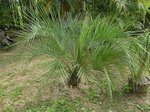 Butia capitata strictor