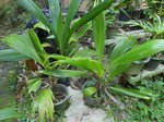 Pritchardia beccariana