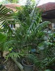 Dypsis sp. Ambaja
