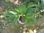 Cocos nucifera bonsai