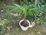 Cocos nucifera bonsai