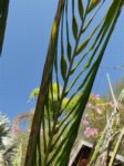 Elaeis guineensis var. idolatrica