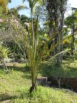 Elaeis guineensis var. idolatrica