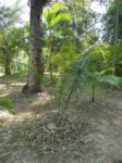 Dypsis sp. Ambaja