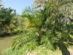 Elaeis guineensis�variegata