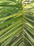 Elaeis guineensis�variegata