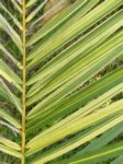 Elaeis guineensis�variegata