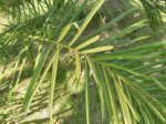 Elaeis guineensis�variegata