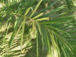 Elaeis guineensis�variegata