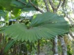 Licuala peltata var. sumawongii 