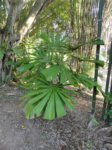 Licuala lauterbachii var. Bougainvillensis