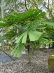 Licuala lauterbachii var. Bougainvillensis