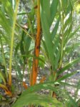 Areca vestiaria 'orange leaf form' clumping