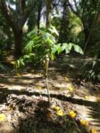 Ravenea robustior