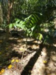Ravenea robustior
