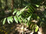 Ravenea robustior