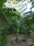 Sabal uresana 