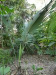 Sabal uresana 