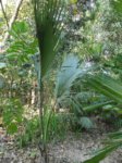 Sabal uresana 
