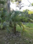 Syagrus coronata 