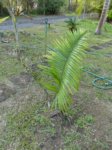 Dypsis sp. Ambaja