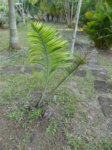 Dypsis sp. Ambaja