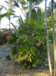 Rhapis siamensis 