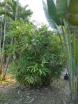 Rhapis siamensis 