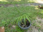 Dypsis psammophila